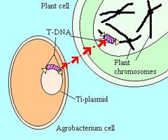 T-DNA Transfer from Agrobacterium to Plant Chromosome