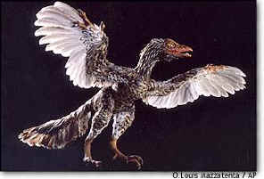 Archaeoraptor Liaoningensis Model
