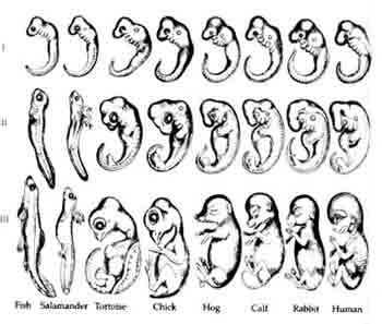 Haekels Embryos