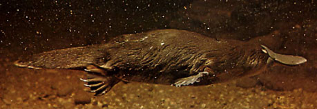 PHOTO - Duck-billed Platypus