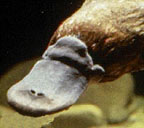 Duck-bill (enlarged snout)