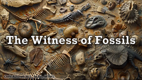 The Witness of Fossils