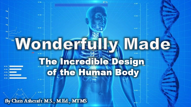 Wonderfully Made
